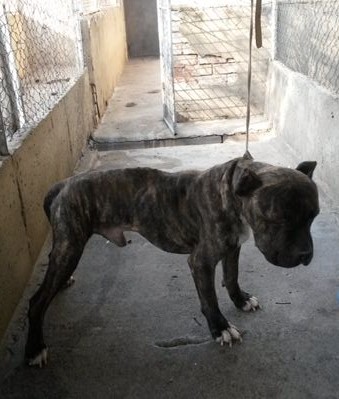pit bull1 (2)