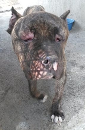 pit bull2 (2)