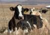 Free State confirms 14 new Foot-and-Mouth Disease cases, total reaches 679